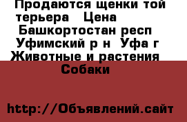 Продаются щенки той-терьера › Цена ­ 4 000 - Башкортостан респ., Уфимский р-н, Уфа г. Животные и растения » Собаки   